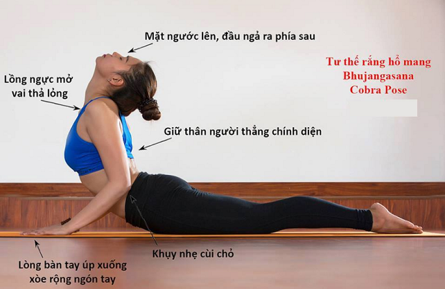 tư thế tập yoga răng hổ mang